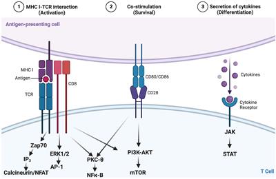 Defining and targeting patterns of T cell dysfunction in inborn errors of immunity